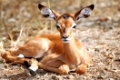 Junges Impala im Kruger Nationalpark, Südafrika, Schwarzfersenantilope, young Impala in South Africa, Aepyceros melampus